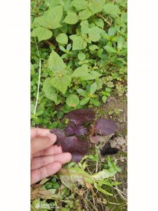 紫苏种子什么时候播种最好 紫苏最佳播种时间是什么时候？
