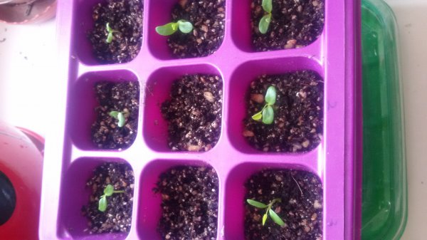 栀子花种子什么时候播种最好