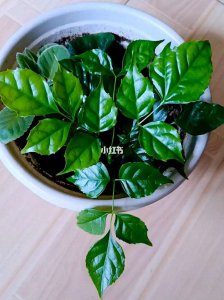 幸福树可以扦插吗 可以幸福树扦插吗？