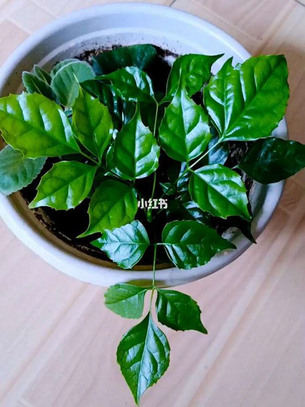 幸福树可以扦插吗