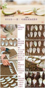 芥兰种子什么时候播种最好 何时是最佳的芥兰种子播种时间？
