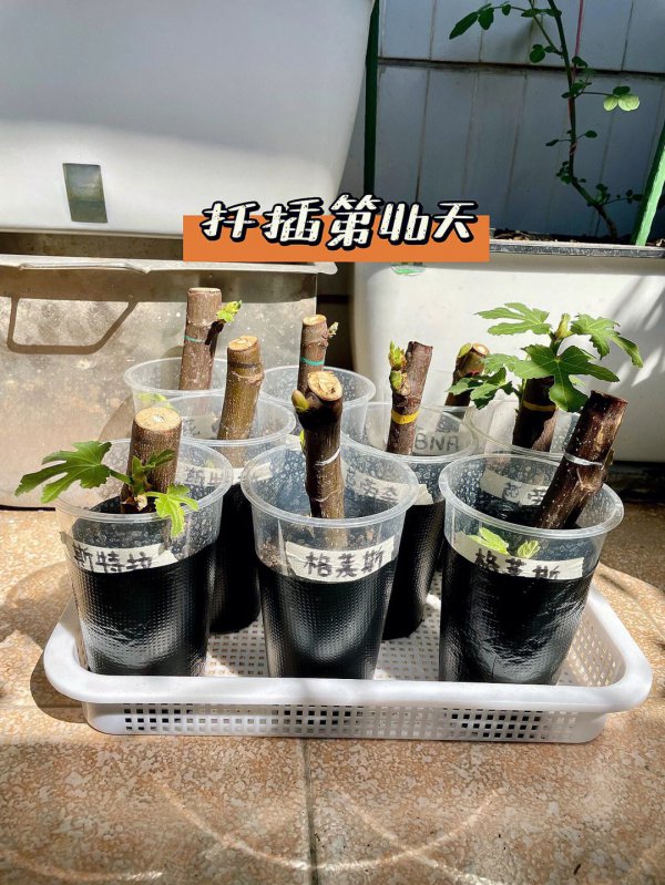 无花果剪枝能插活吗