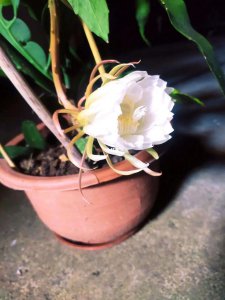 昙花剪枝能插活吗 昙花剪枝后可否成活？