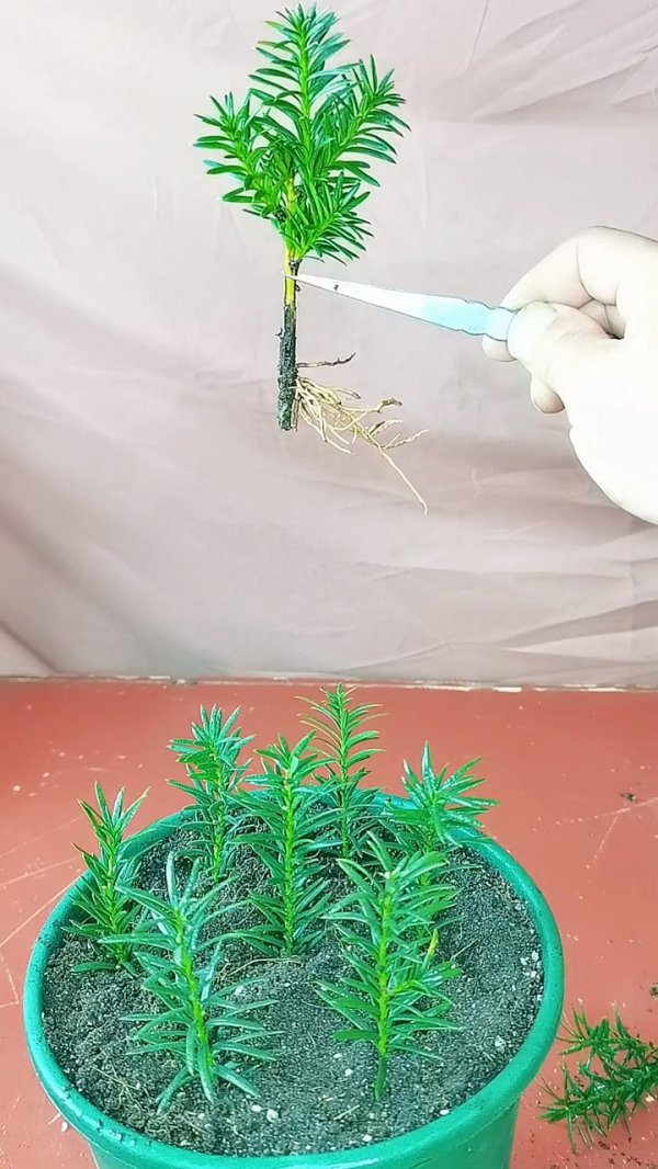 红豆杉剪枝能插活吗