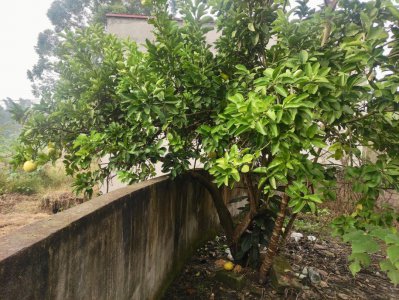 门前可以种柚子树吗 门口适合种植柚子树吗