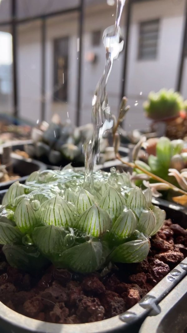 玉露可以浇啤酒吗