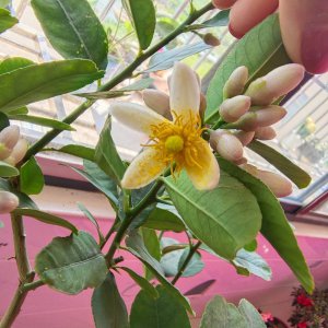 柠檬授粉时间与方式方法 柠檬自然授粉时间和方式