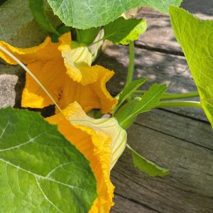 南瓜花授粉时间与方式方法 南瓜花如何进行授粉最合适？