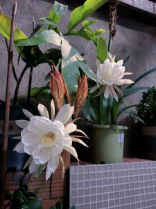 昙花授粉时间与方式方法 昙花授粉时机和方式研究