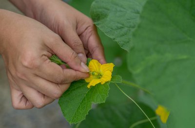 哈密瓜授粉时间与方式方法 哈密瓜的授粉时机和方式探究