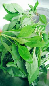 苦菜的生长周期是多长时间 苦菜需要多长时间才能生长？