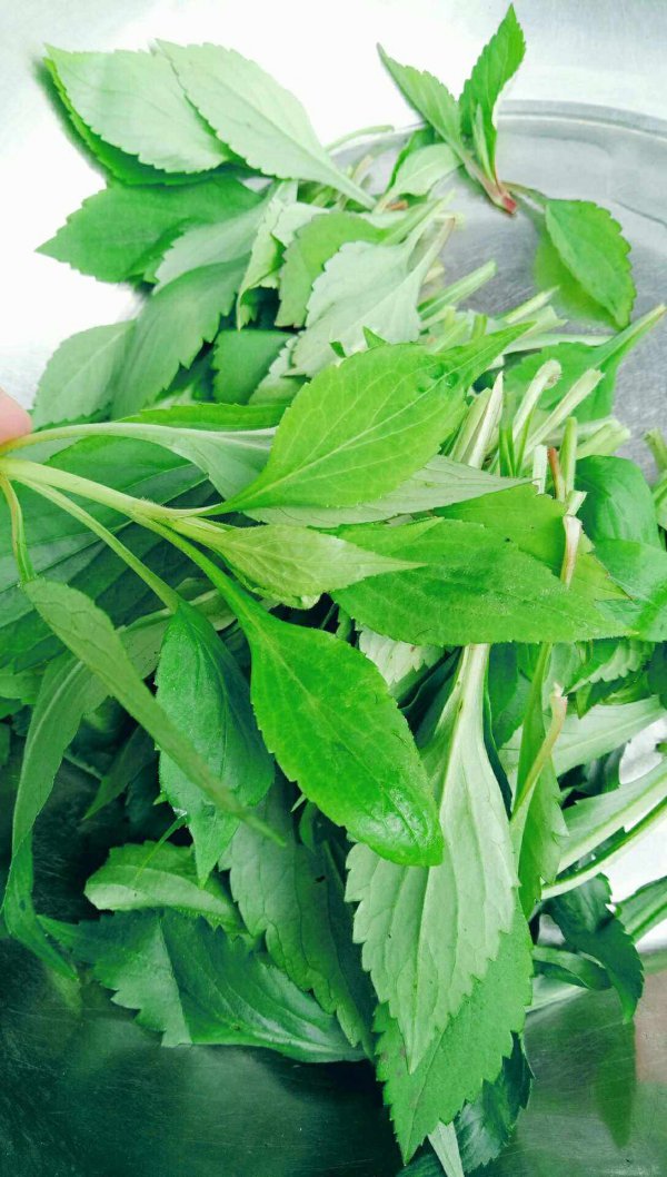 苦菜的生长周期是多长时间