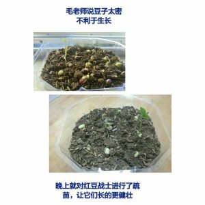 红豆的生长周期是多长时间 红豆的生长周期需要多久？
