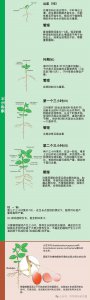 黄豆的生长周期是多长时间 黄豆需要多久才能生长？