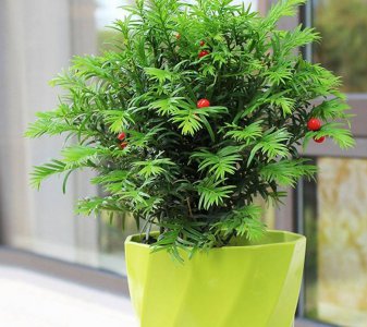 红豆杉的生长周期是多长时间 红豆杉生长周期有多长？