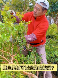 嘉宝果多久浇一次水 嘉宝果需多久浇水一次？