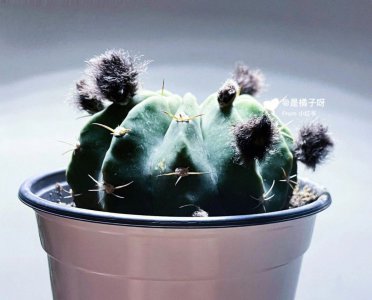 仙人球适合大盆还是小盆 仙人球适合种植在大盆还是小盆？