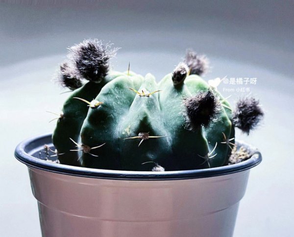 仙人球适合大盆还是小盆