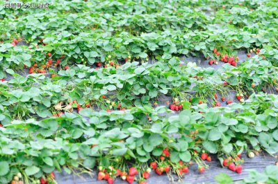 韭菜籽亩产量多少斤 韭菜籽每亩产量约多少斤？