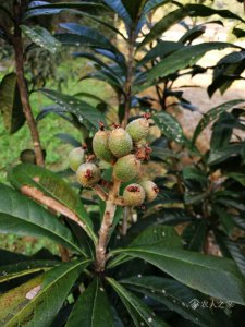 枇杷树几年结果实 枇杷树需要几年结果实？