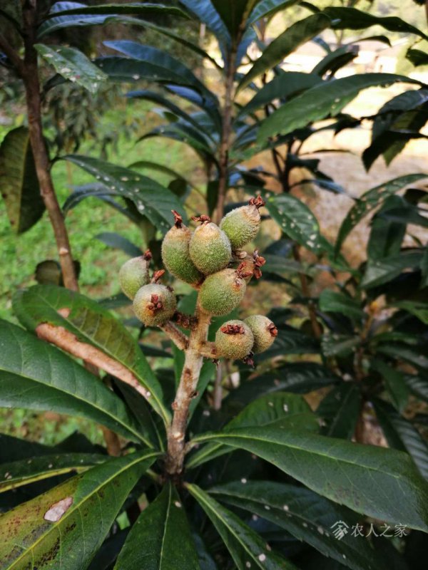 枇杷树几年结果实