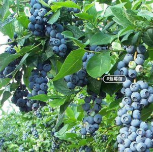 蓝莓几年结果 蓝莓几年能结果实？