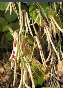 黎小豆亩产量多少斤 黎小豆每亩产量为多少斤？