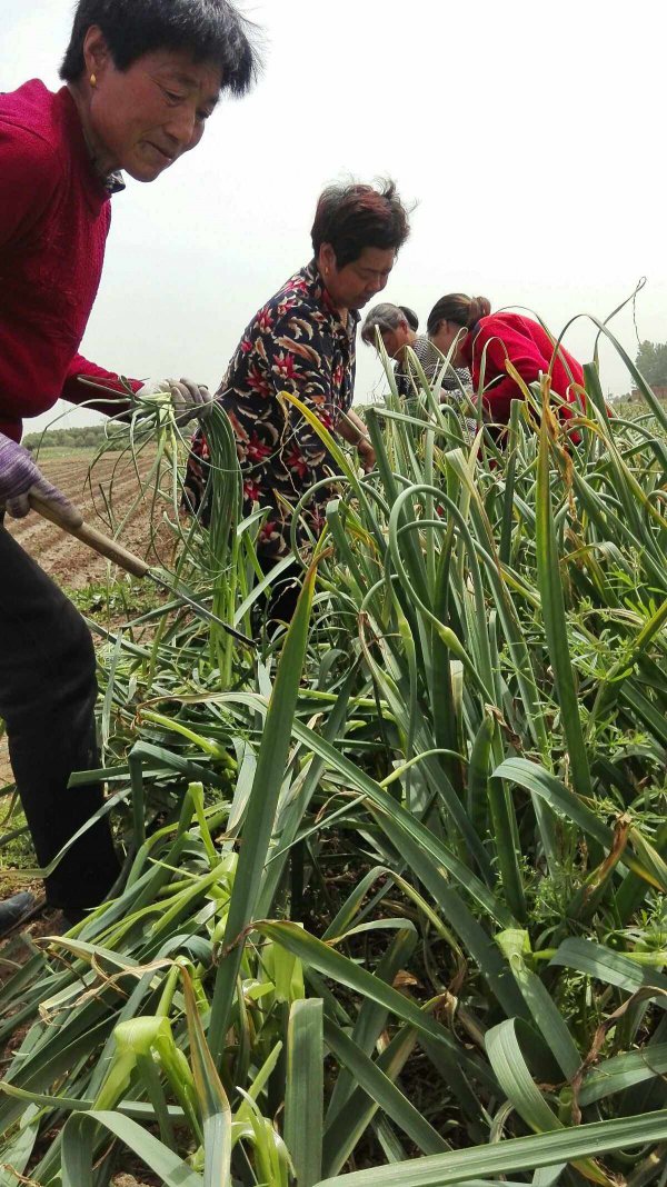 山东蒜苔什么时候收获