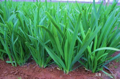 韭菜几天浇一次水比较好 韭菜最适合隔几天浇水？