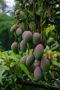 芒果树几年结果 芒果树多久能结果？
