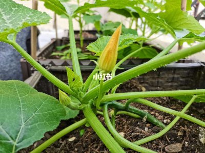 葫芦什么时候收获 葫芦什么时候采摘？