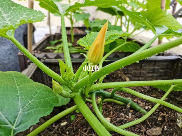 葫芦什么时候收获