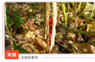 红豆什么时候收获 红豆何时采摘