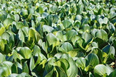 上海青菜亩产量多少斤 上海青菜每亩产量是多少斤？