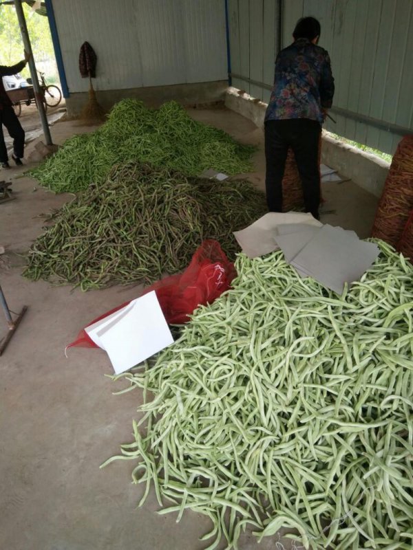 芸豆亩产量多少斤