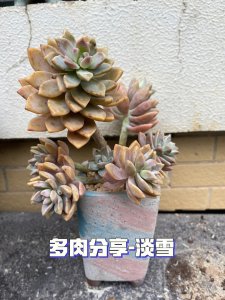 多肉淡雪怎么爆头 多肉淡雪如何进行顶部繁殖