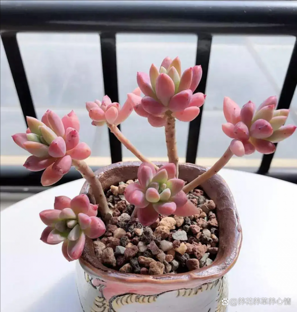 秋丽怎么爆头