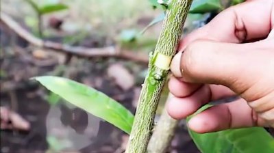 如何让果树快速生根 果树生根的快速方法