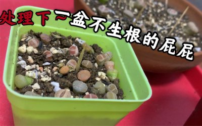 如何让生石花快速生根 生石花快速扎根技巧