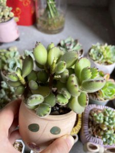 熊童子多肉怎么分盆容易成活 多肉植物熊童子分盆技巧助您成功繁殖