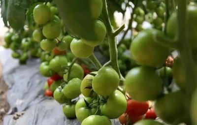 番茄果期有多久 番茄果实需要多长时间才能成熟？