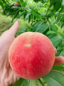 水蜜桃果期有多久 水蜜桃成熟需要多久时间？