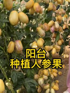 人参果果期有多久 人参果果期长多久？