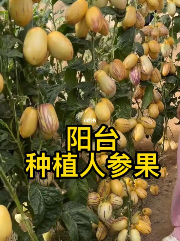 人参果果期有多久