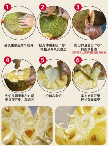 菠萝蜜果期有多久 菠萝蜜果实成熟需要多久时间？