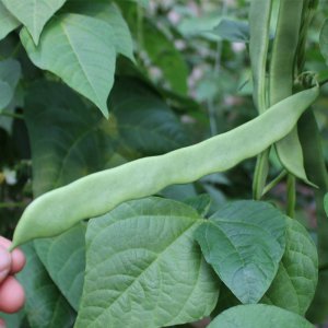 扁豆施什么肥最好 扁豆最适合施用什么肥料