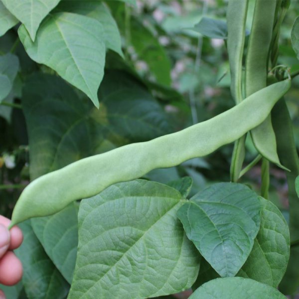 扁豆施什么肥最好