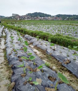 芋头苗可以移栽吗 芋头苗可否迁移种植？