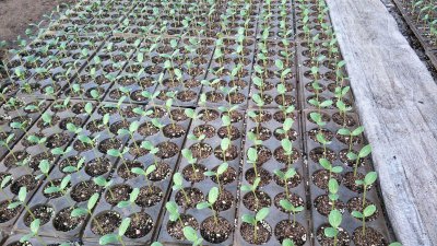 西瓜苗可以移栽吗 西瓜幼苗可以进行移植吗？