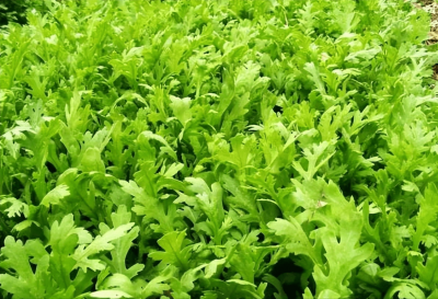 茼蒿苗可以移栽吗 茼蒿苗是否可以移植？